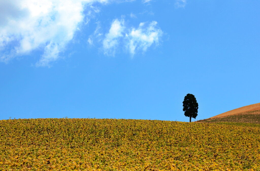 Weite Landschaft mit einem einzelnen Baum unter blauem Himmel als ruhiges Naturmotiv.