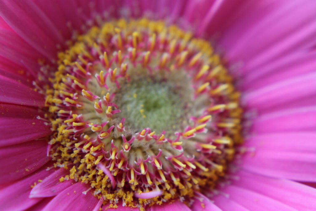 Rosa Gerbera- plastikfrei - in extremer Nahaufnahme
mit gelber Mitte und Pollenkranz