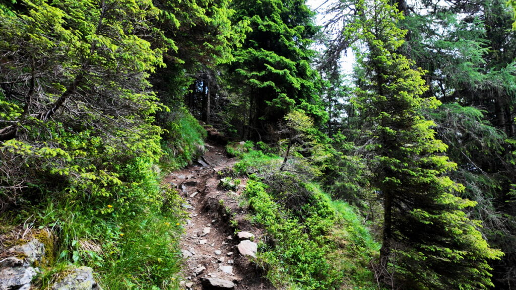 Schmaler Wanderpfad zwischen Felsen und Nadelbäumen in Südtirol zum plastikfrei wandern