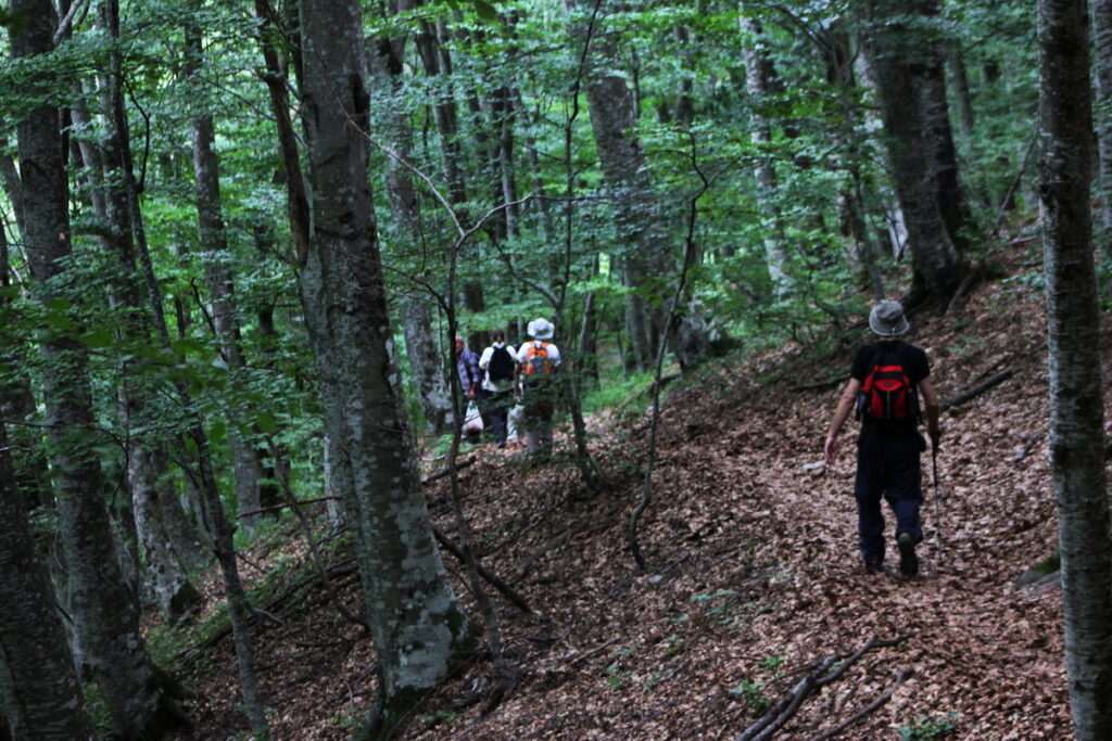 Wanderer auf einem Waldweg im Sommer plastikfrei unterwegs
zwischen Buchenbäumen, Monti Sibbilini, Marken, Italien.